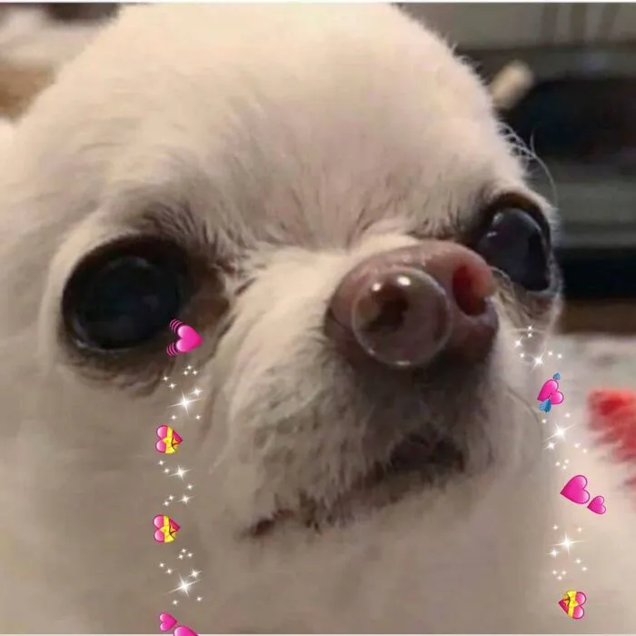 Bộ sưu tập 218+ meme tình yêu hài hước nhất mọi thời đại