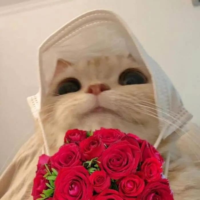 Bộ sưu tập 218+ meme tình yêu hài hước nhất mọi thời đại