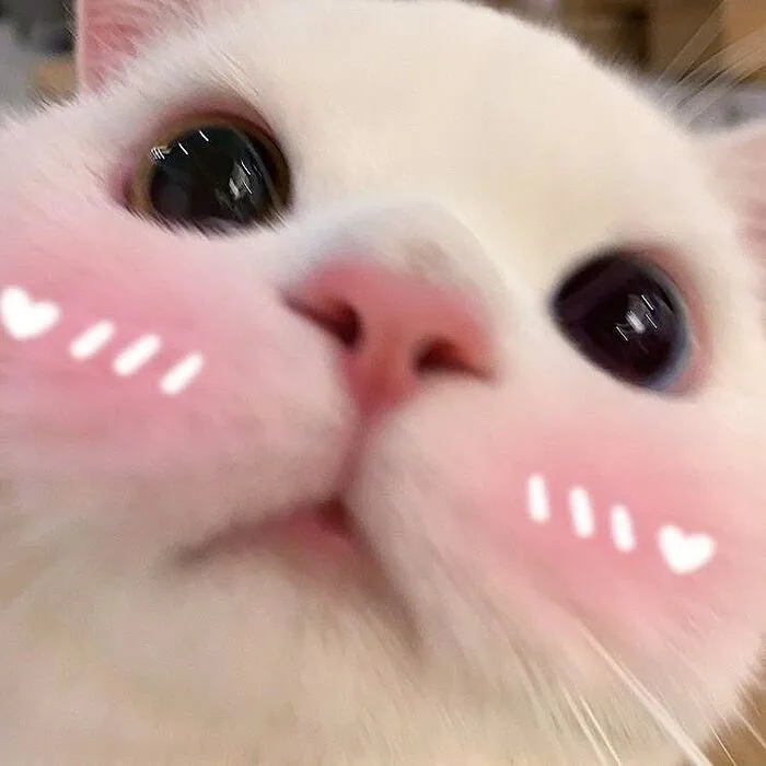 Bộ sưu tập 218+ meme tình yêu hài hước nhất mọi thời đại