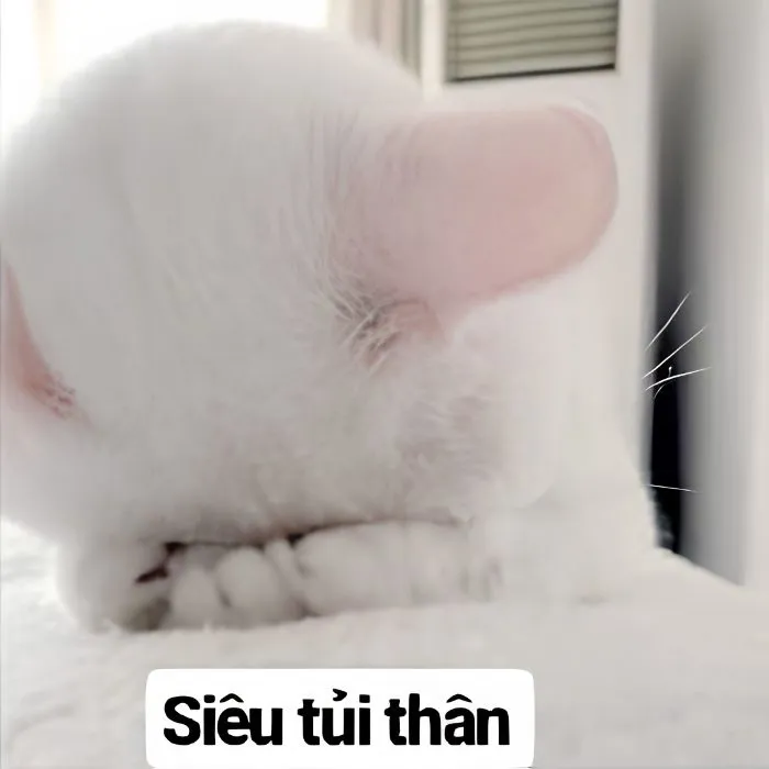 Tổng hợp 187+ meme tủi thân hài hước khiến bạn phải bật cười