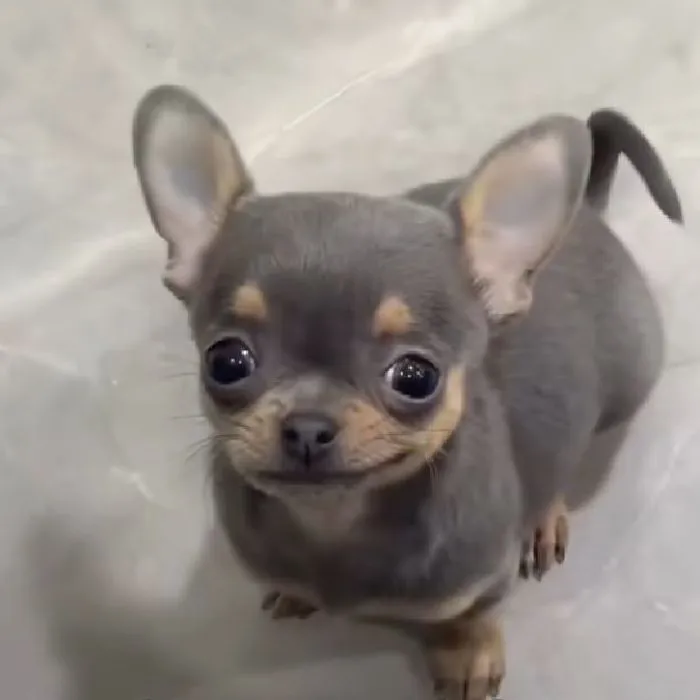 145+ meme vui cười thả ga, xả stress cực đỉnh