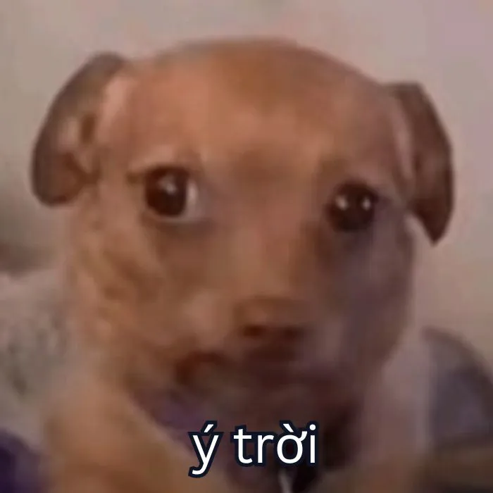 Tổng hợp 287+ ý trời meme, hài hước gây bão mạng