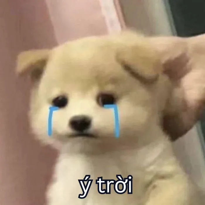 Tổng hợp 287+ ý trời meme, hài hước gây bão mạng