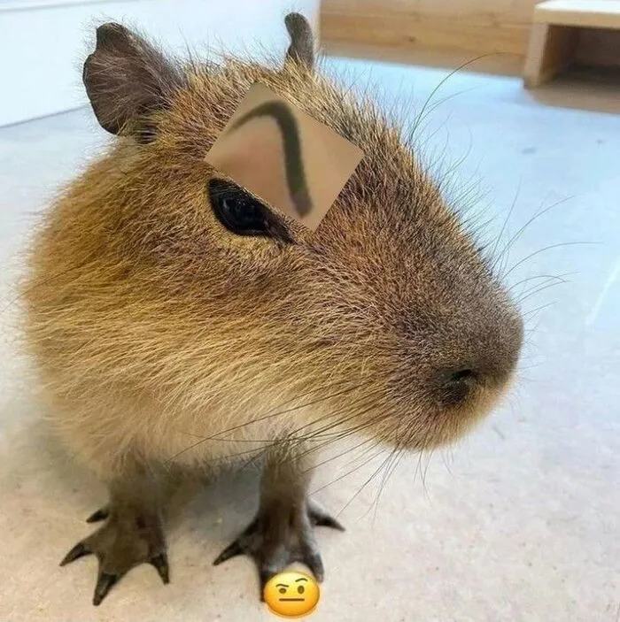 Tổng hợp 145+ capybara meme hài hước khiến bạn cười thả ga Tổng hợp 145+ capybara meme hài hước khiến bạn cười thả ga