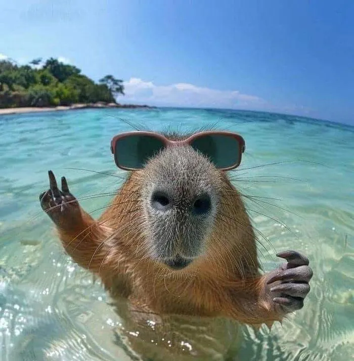 Tổng hợp 145+ capybara meme hài hước khiến bạn cười thả ga Tổng hợp 145+ capybara meme hài hước khiến bạn cười thả ga