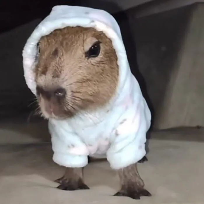 Tổng hợp 145+ capybara meme hài hước khiến bạn cười thả ga Tổng hợp 145+ capybara meme hài hước khiến bạn cười thả ga