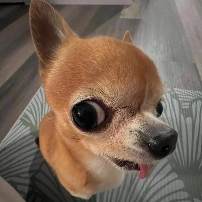 Khám phá 108+ chó meme cực hài, cười thả ga