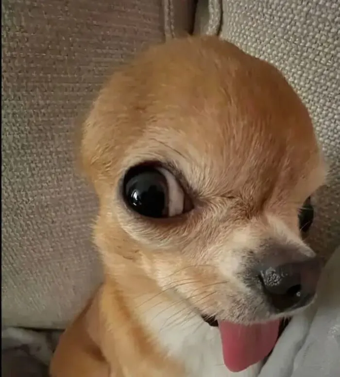 Khám phá 108+ chó meme cực hài, cười thả ga