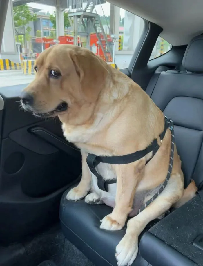 Khám phá 108+ chó meme cực hài, cười thả ga