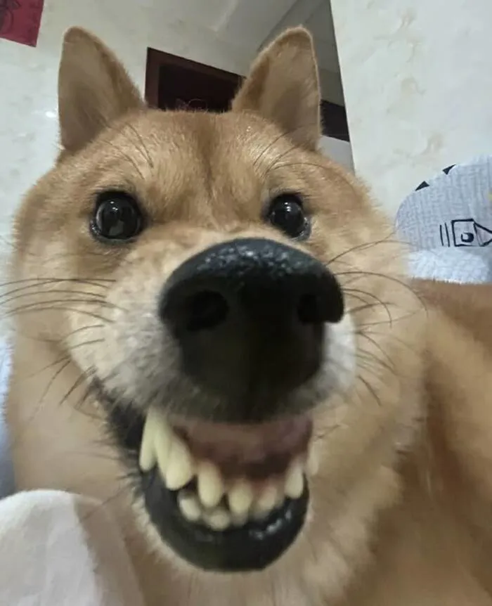 Khám phá 108+ chó meme cực hài, cười thả ga