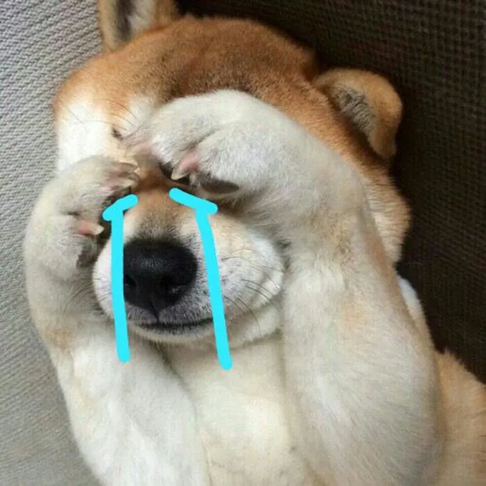 Khám phá 108+ chó meme cực hài, cười thả ga