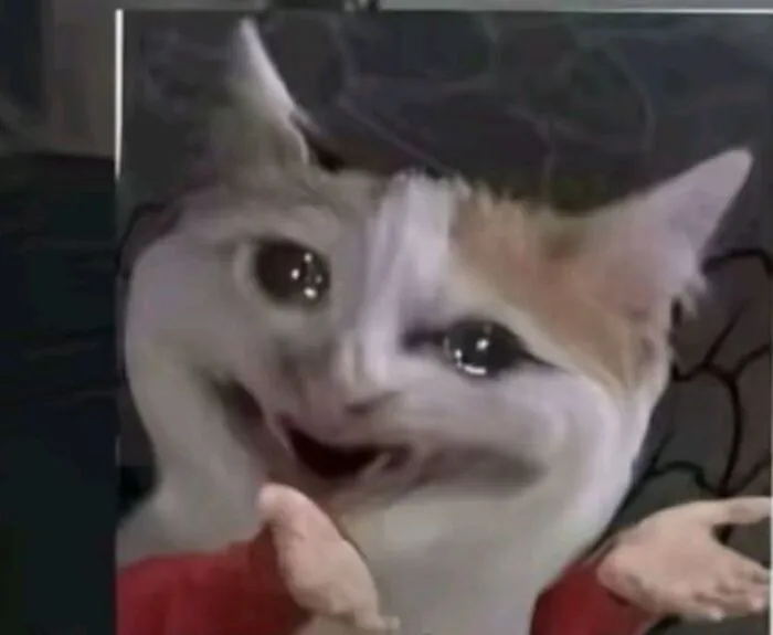 Khám phá 98+ meme con mèo hài hước nhất mọi thời đại