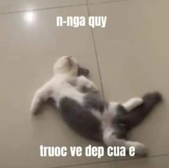 Top 187+ meme mèo bựa: Cười thả ga với ảnh độc lạ nhất
