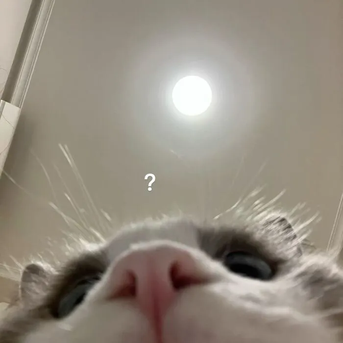 Top 187+ meme mèo bựa: Cười thả ga với ảnh độc lạ nhất
