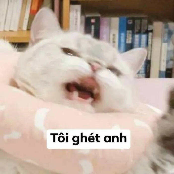 Top 187+ meme mèo bựa: Cười thả ga với ảnh độc lạ nhất