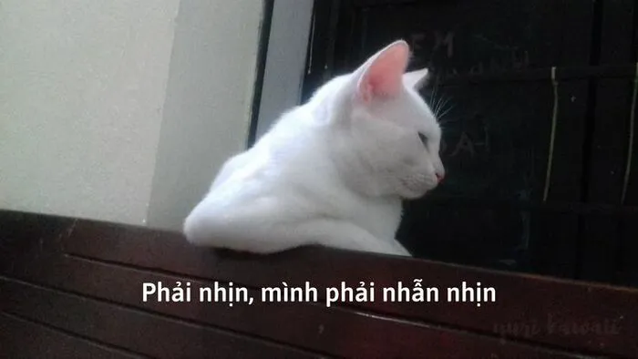 Top 187+ meme mèo bựa: Cười thả ga với ảnh độc lạ nhất
