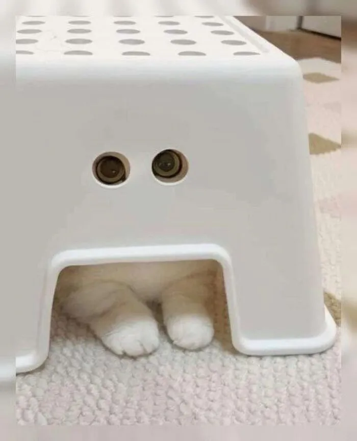 Top 187+ meme mèo bựa: Cười thả ga với ảnh độc lạ nhất