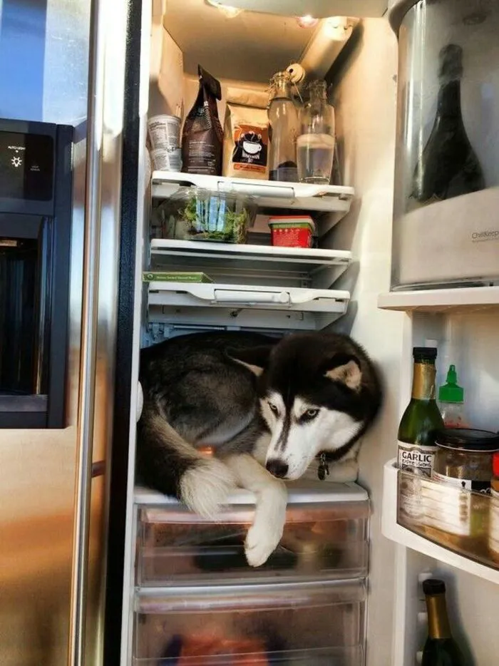 Tuyển tập hơn 100+ husky meme hài hước khiến bạn cười ra nước mắt