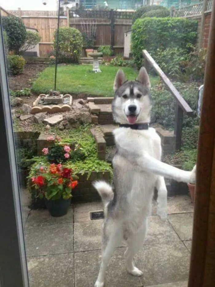 Tuyển tập hơn 100+ husky meme hài hước khiến bạn cười ra nước mắt