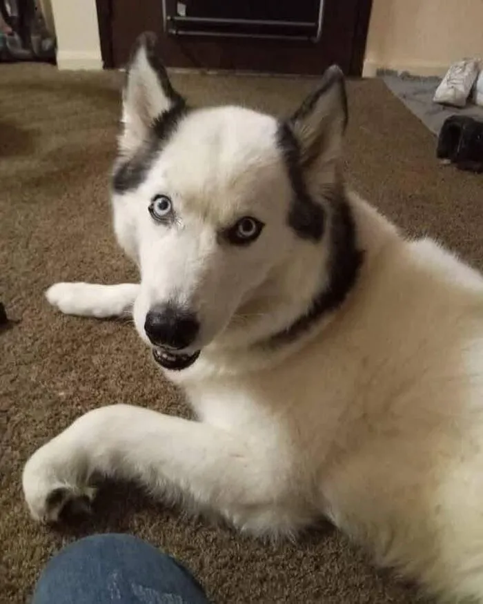 Tuyển tập hơn 100+ husky meme hài hước khiến bạn cười ra nước mắt