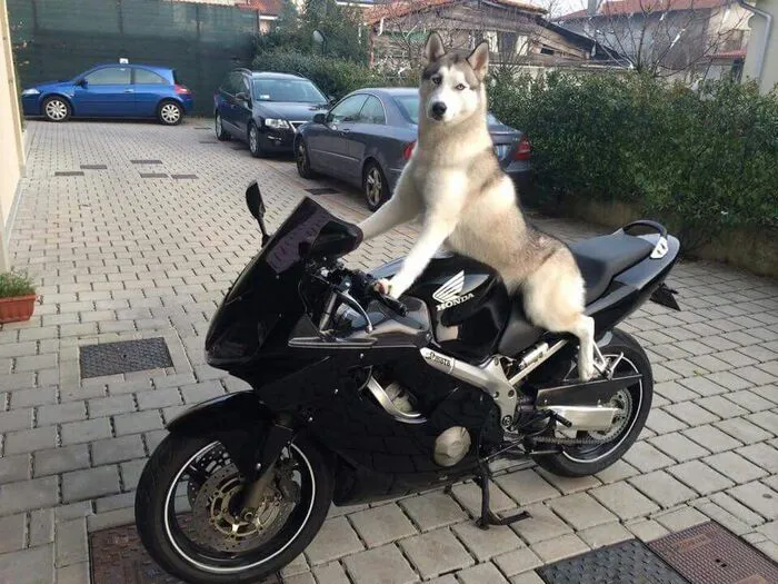 Tuyển tập hơn 100+ husky meme hài hước khiến bạn cười ra nước mắt