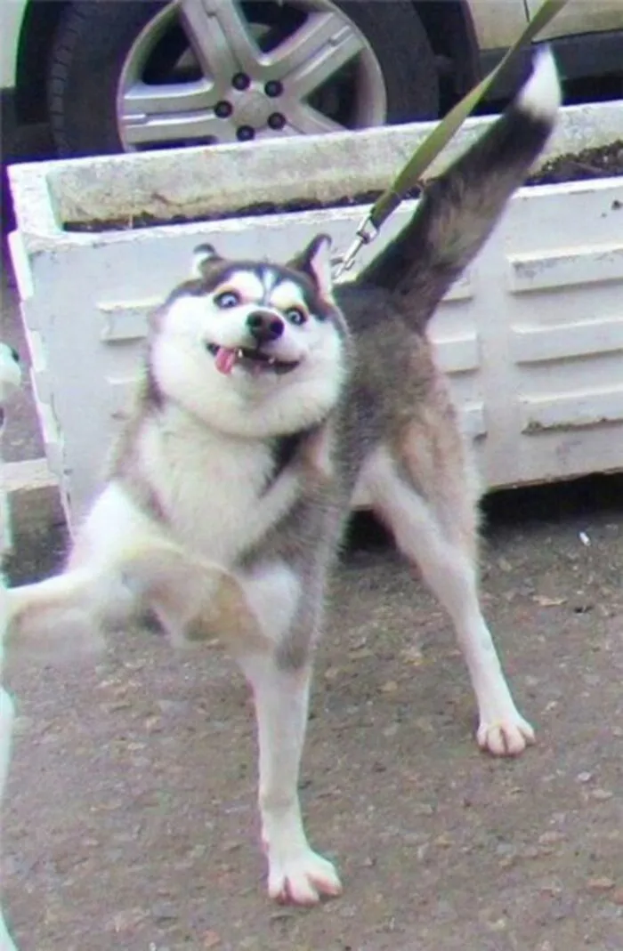 Tuyển tập hơn 100+ husky meme hài hước khiến bạn cười ra nước mắt