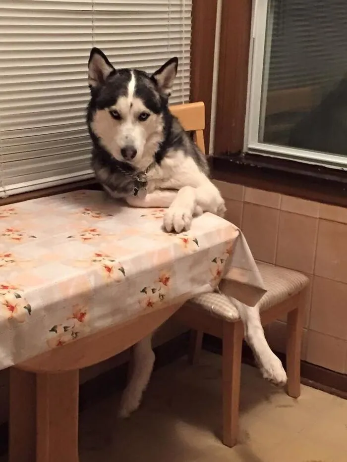 Tuyển tập hơn 100+ husky meme hài hước khiến bạn cười ra nước mắt