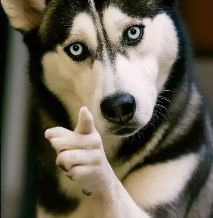 Tuyển tập hơn 100+ husky meme hài hước khiến bạn cười ra nước mắt