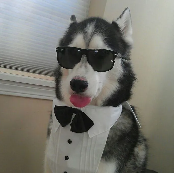 Tuyển tập hơn 100+ husky meme hài hước khiến bạn cười ra nước mắt