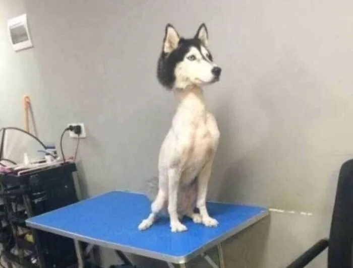 Tuyển tập hơn 100+ husky meme hài hước khiến bạn cười ra nước mắt