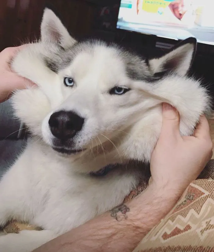 Tuyển tập hơn 100+ husky meme hài hước khiến bạn cười ra nước mắt