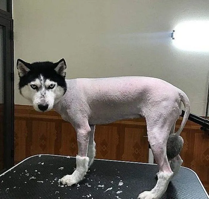 Tuyển tập hơn 100+ husky meme hài hước khiến bạn cười ra nước mắt