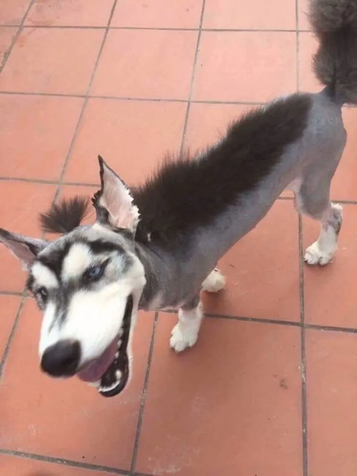 Tuyển tập hơn 100+ husky meme hài hước khiến bạn cười ra nước mắt