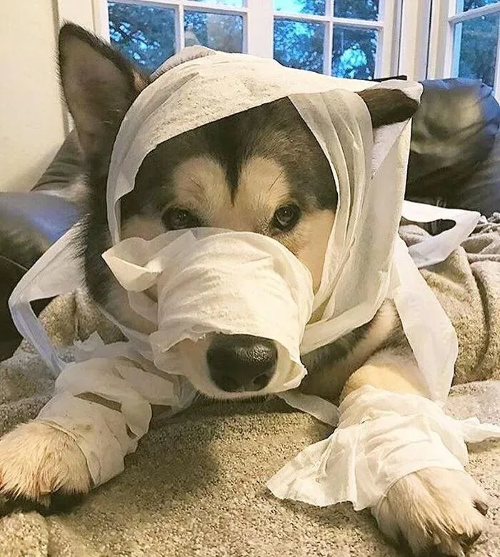 Tuyển tập hơn 100+ husky meme hài hước khiến bạn cười ra nước mắt