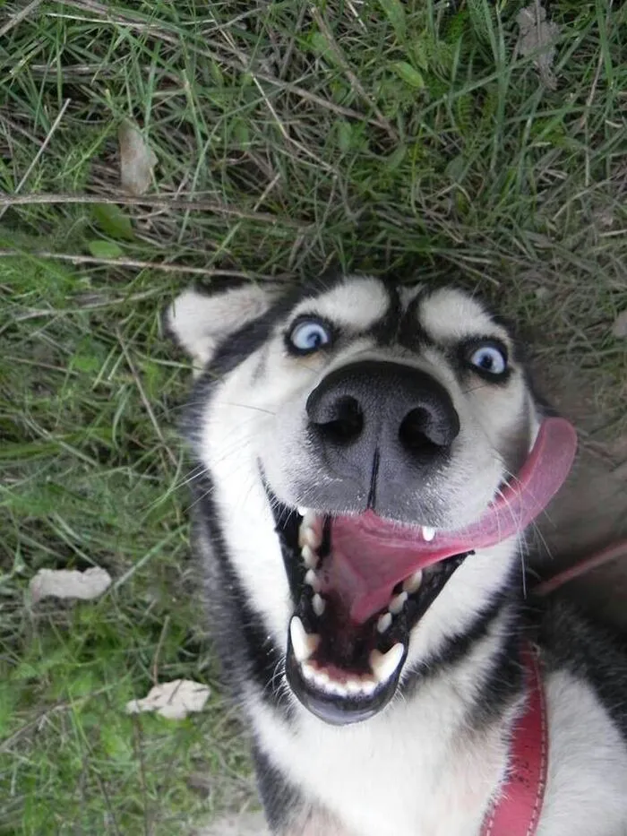Tuyển tập hơn 100+ husky meme hài hước khiến bạn cười ra nước mắt