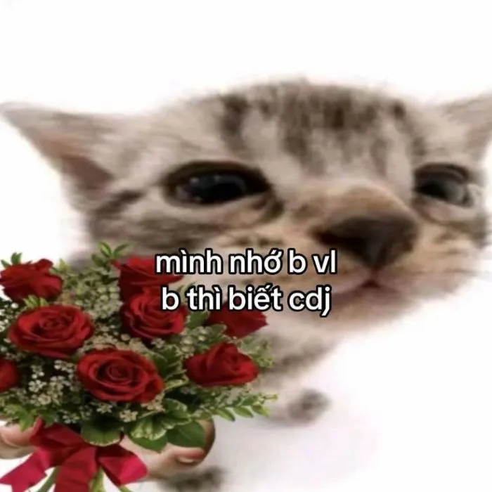 Khám phá kho meme an ủi độc đáo, giúp bạn xoa dịu tâm hồn