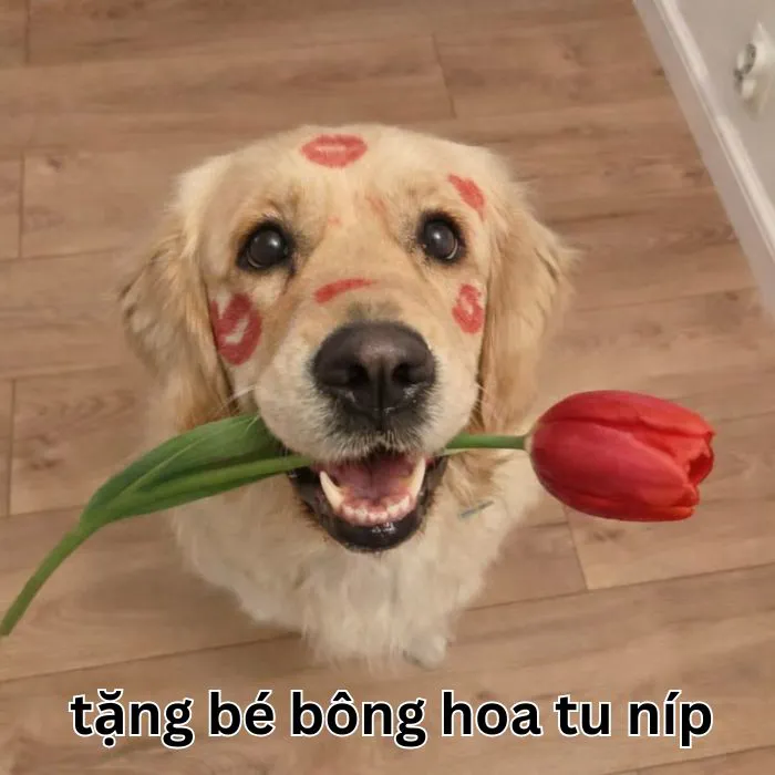 Khám phá kho meme an ủi độc đáo, giúp bạn xoa dịu tâm hồn