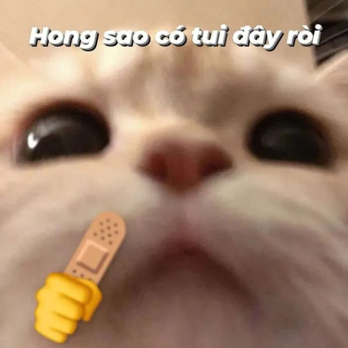 Khám phá kho meme an ủi độc đáo, giúp bạn xoa dịu tâm hồn