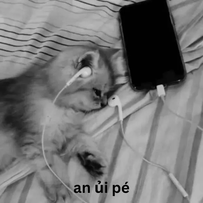 Khám phá kho meme an ủi độc đáo, giúp bạn xoa dịu tâm hồn