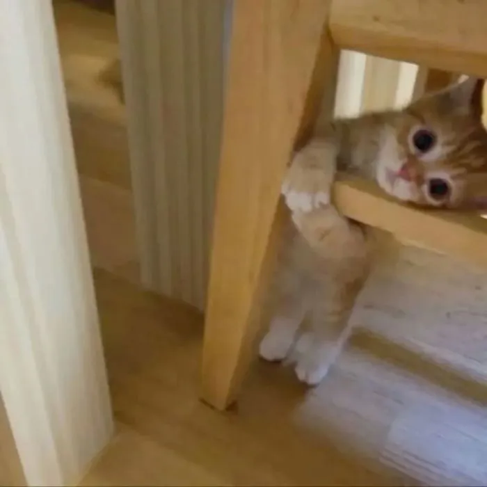 Khám phá kho meme an ủi độc đáo, giúp bạn xoa dịu tâm hồn
