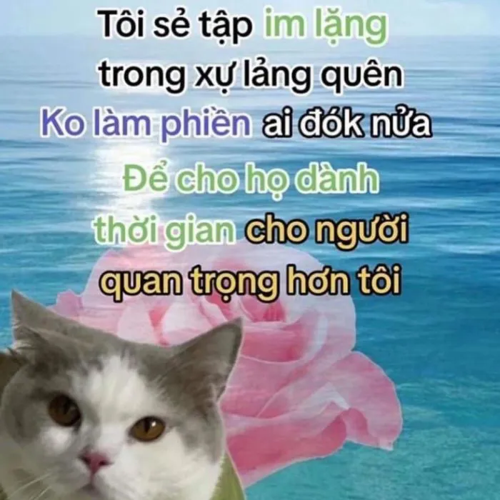 Khám phá kho meme an ủi độc đáo, giúp bạn xoa dịu tâm hồn