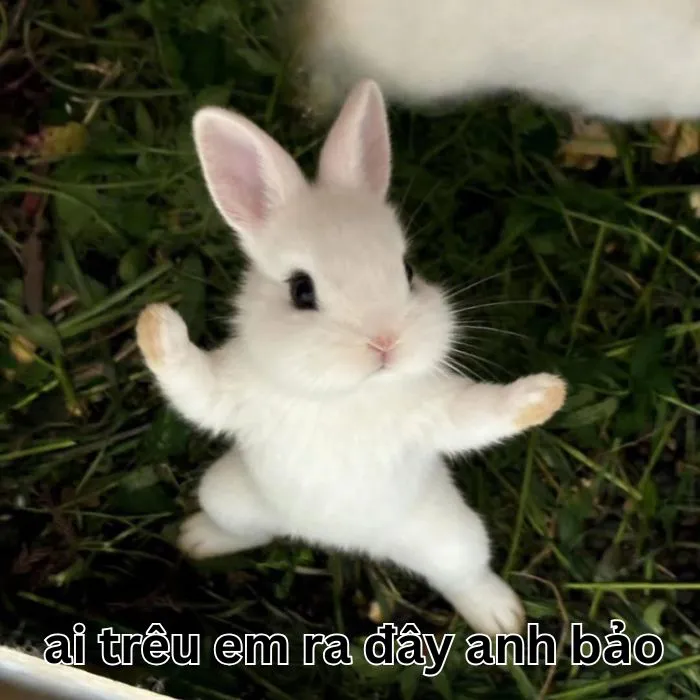 Khám phá kho meme an ủi độc đáo, giúp bạn xoa dịu tâm hồn