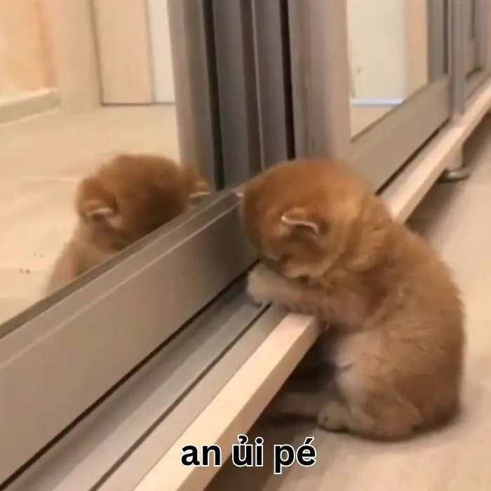 Khám phá kho meme an ủi độc đáo, giúp bạn xoa dịu tâm hồn