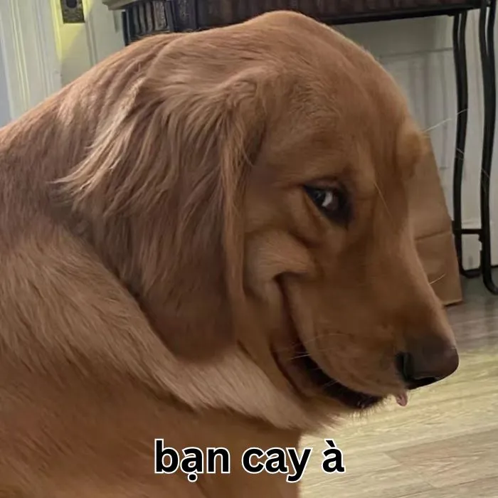 Tuyển tập meme bạn cay à cực hài hước và bá đạo 93+