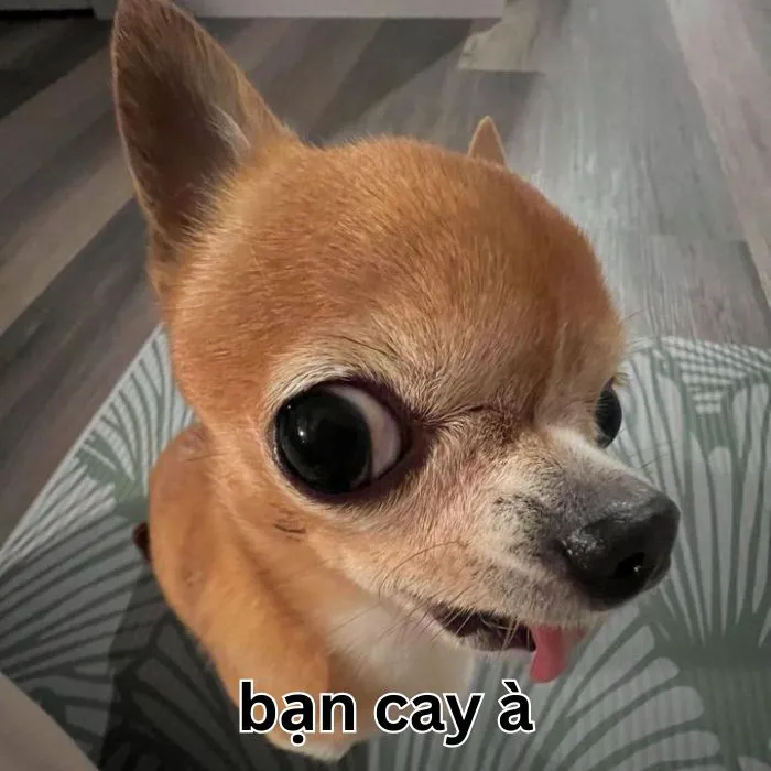 Tuyển tập meme bạn cay à cực hài hước và bá đạo 93+