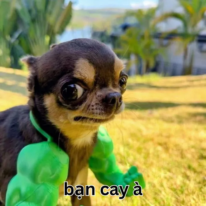 Tuyển tập meme bạn cay à cực hài hước và bá đạo 93+