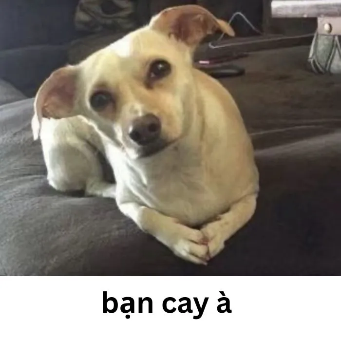 Tuyển tập meme bạn cay à cực hài hước và bá đạo 93+