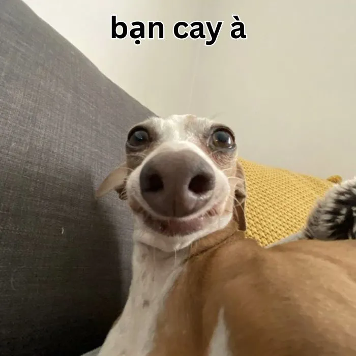 Tuyển tập meme bạn cay à cực hài hước và bá đạo 93+