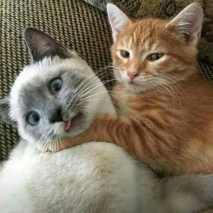 Khám phá 108+ meme bóp cổ hài hước, độc đáo nhất