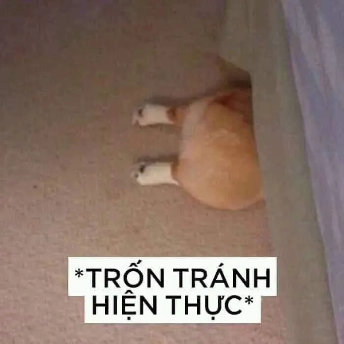 Meme bựa: 145+ biểu cảm hài hước và độc đáo